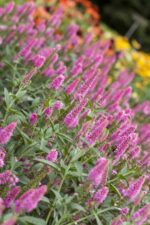 Veronica longifolia 'Charming Pink'