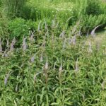 Veronicastrum virginicum 'Lavendelturm'
