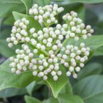 Viburnum 'Eskimo'