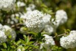 Viburnum 'Eskimo' - Afbeelding 2