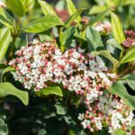 Viburnum tinus