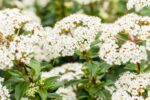 Viburnum tinus - Afbeelding 2