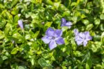 Vinca minor