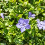 Vinca minor