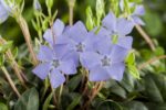 Vinca minor - Afbeelding 2