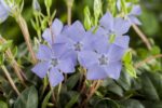 Vinca minor - Afbeelding 2