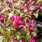 Weigela florida Minor Black
