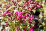 Weigela florida Minor Black