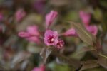 Weigela florida Minor Black - Afbeelding 2