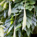 Wisteria sinensis op stam