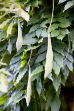 Wisteria sinensis op stam
