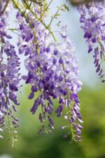 Wisteria sinensis op stam - Afbeelding 2