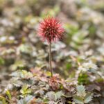 Acaena micr. 'Kupferteppich