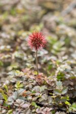 Acaena micr. 'Kupferteppich