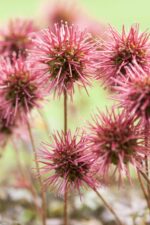 Acaena micr. 'Kupferteppich - Afbeelding 2