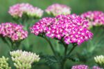 Rudbeckia Goldstrum, Achillea Cerise Queen, Helianthemum - Afbeelding 2