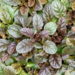 Ajuga reptans 'Atropurpurea'