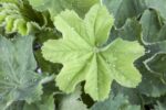 Alchemilla mollis 'Robustica'