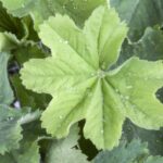 Alchemilla mollis 'Robustica'