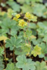 Alchemilla mollis 'Robustica' - Afbeelding 2