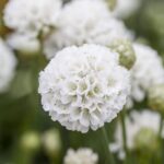 Armeria macr. 'White'