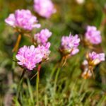 Armeria macr. 'Splendens'