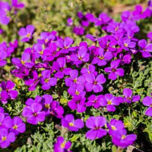 Aubrieta del. 'Hamburg Stadtpark'