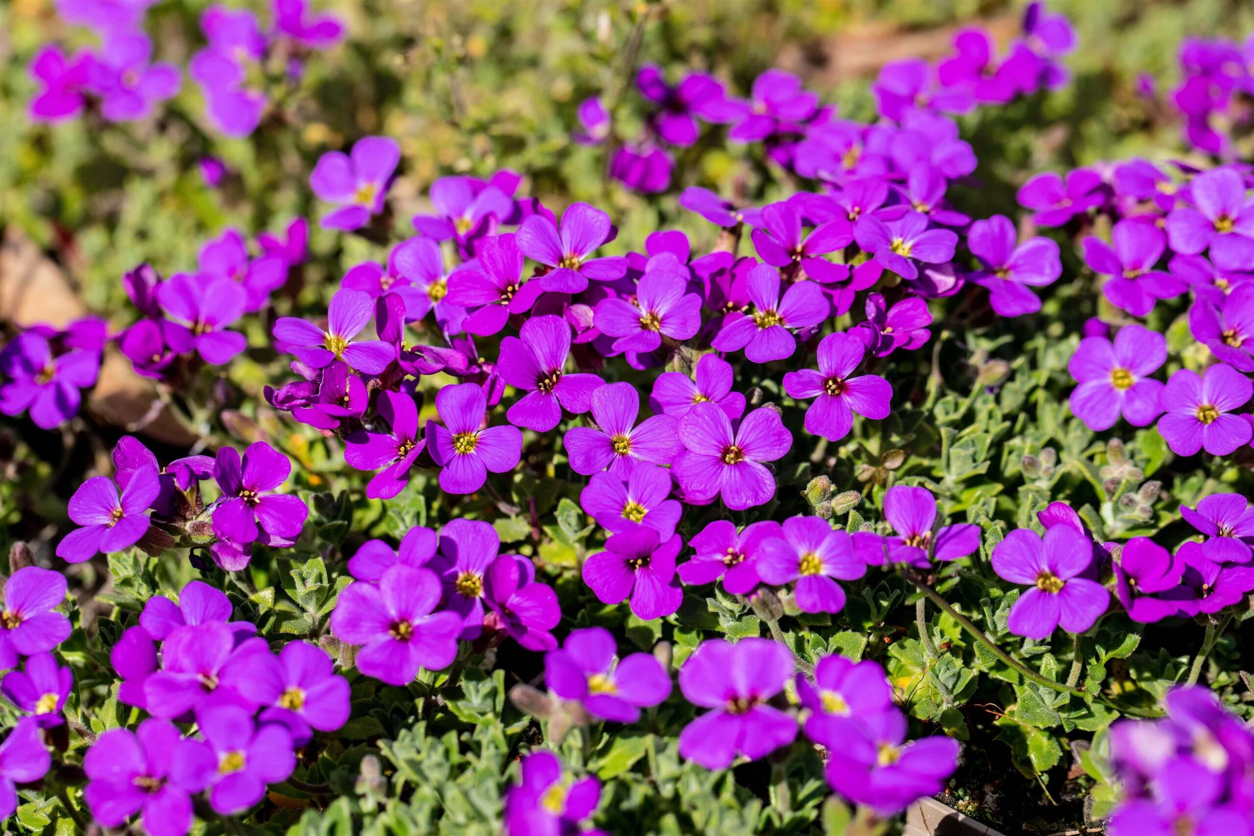 Aubrieta-d-Hamburg-Stadtpark-3 Aubrieta del. 'Hamburg Stadtpark' - Afbeelding 1