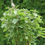 Ocimum basilicum 'Magic White'