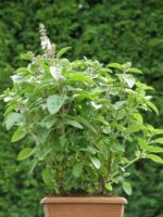Ocimum basilicum 'Magic White'