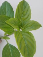 Ocimum basilicum 'Magic White' - Afbeelding 2