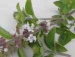 Ocimum basilicum 'Magic White' - Afbeelding 3
