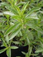 Satureja montana - Afbeelding 2