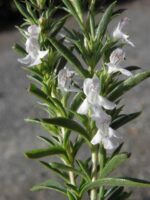 Satureja montana - Afbeelding 3