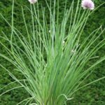 Allium schoenoprasum