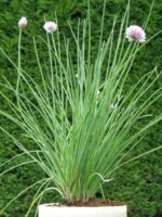 Allium schoenoprasum