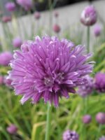 Allium schoenoprasum - Afbeelding 2