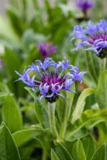 Centaurea montana, Thymus serpyllum