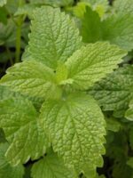 Melissa officinalis - Afbeelding 2