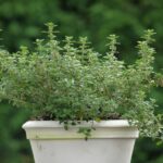 Thymus citriodorus 'Lemon Green'