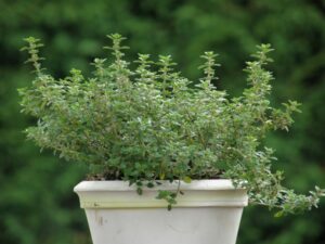 Thymus citriodorus 'Lemon Green'