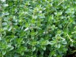 Thymus citriodorus 'Lemon Green' - Afbeelding 2