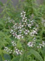 Aloysia triphylla - Afbeelding 2