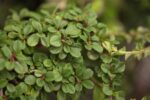 Cotoneaster dammeri