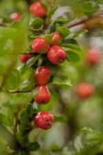 Cotoneaster dammeri - Afbeelding 2