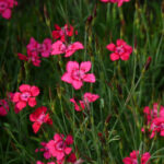Dianthus deltoides 'Brilliant'