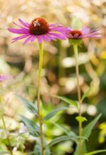Monarda Cambridge Scarlet, Echinacea purpurea - Afbeelding 2