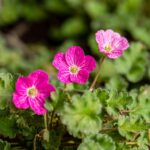 Erodium x variabile 'Bishop's Form