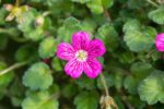 Erodium x variabile 'Bishop's Form - Afbeelding 2