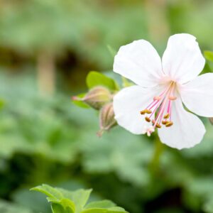 Geranium cantabrigiense 'Biokovo'